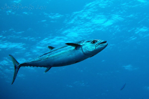Dogtooth tuna in water of Miyaru Ga Thila by Boris Pamikov 